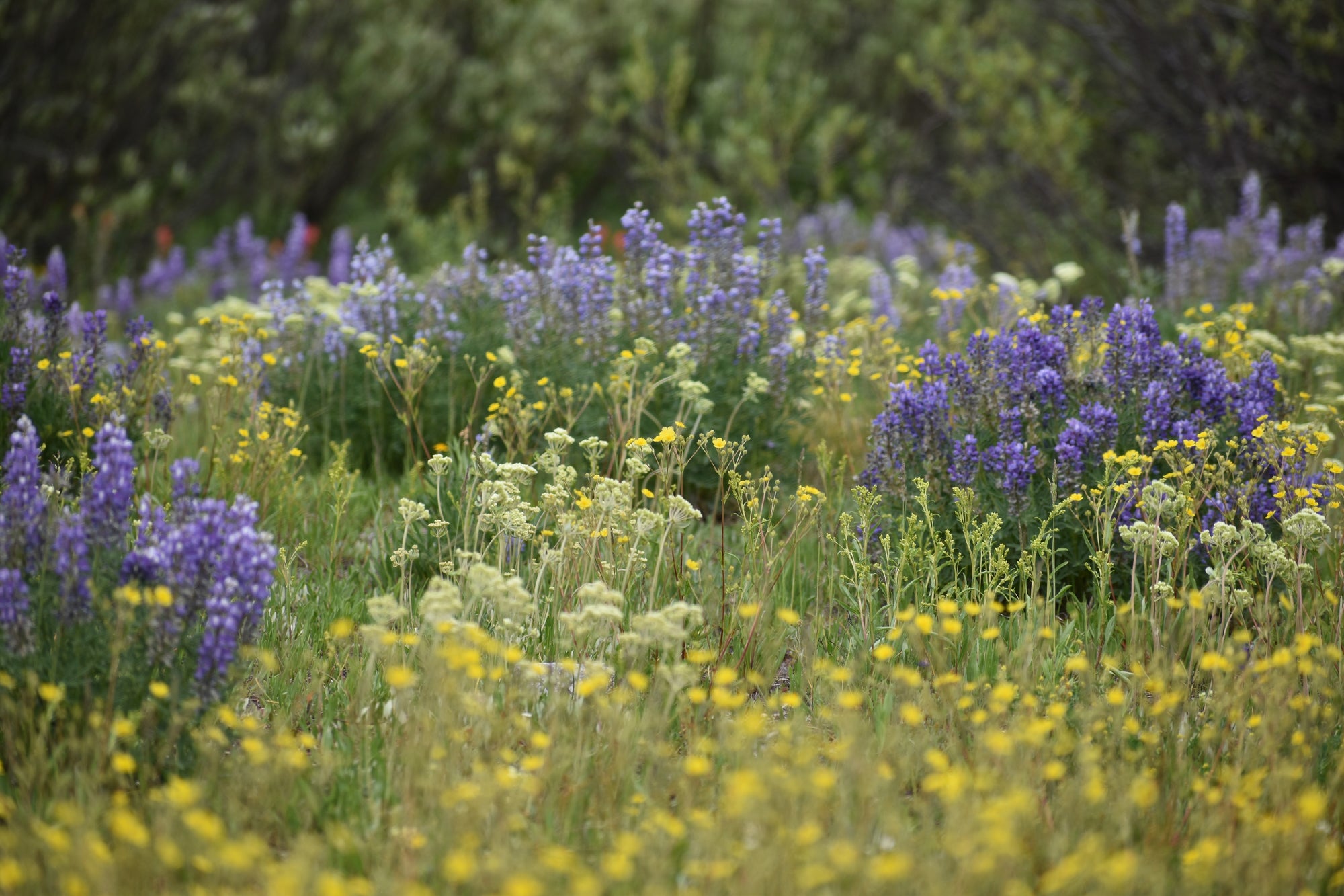 A meadow of wildflowers in full bloom, featuring prominent purple lupines and yellow wildflowers amidst green grass and foliage.