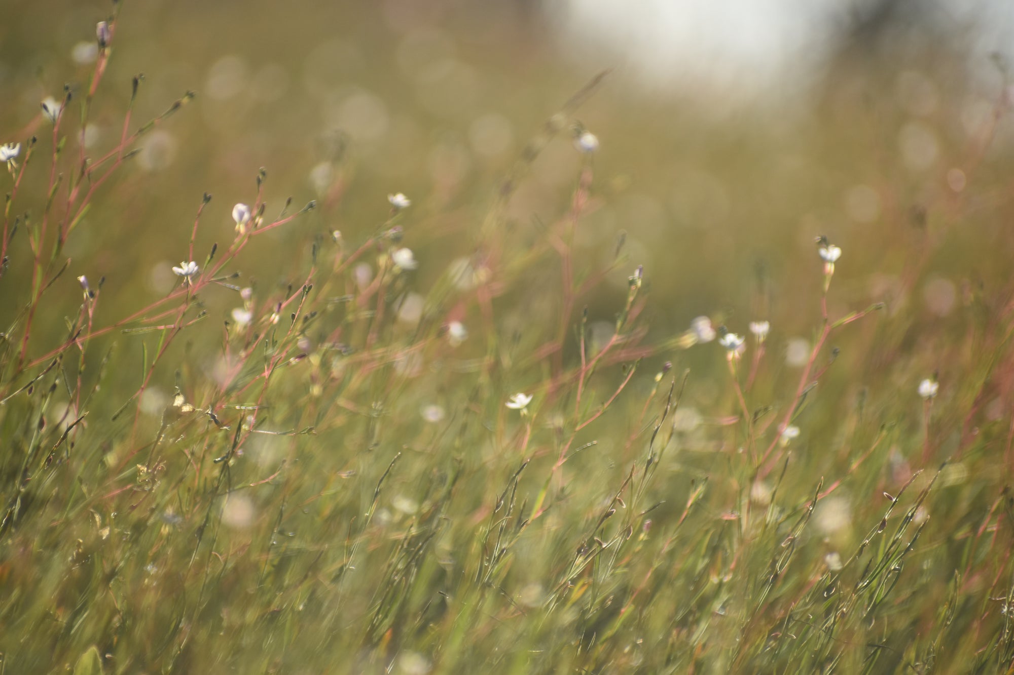 A soft-focus photograph of a wild grassy field with small white flowers and green and pinkish stems, creating a dreamy bokeh background.