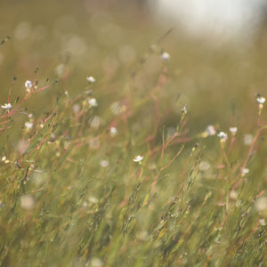 A soft-focus photograph of a wild grassy field with small white flowers and green and pinkish stems, creating a dreamy bokeh background.
