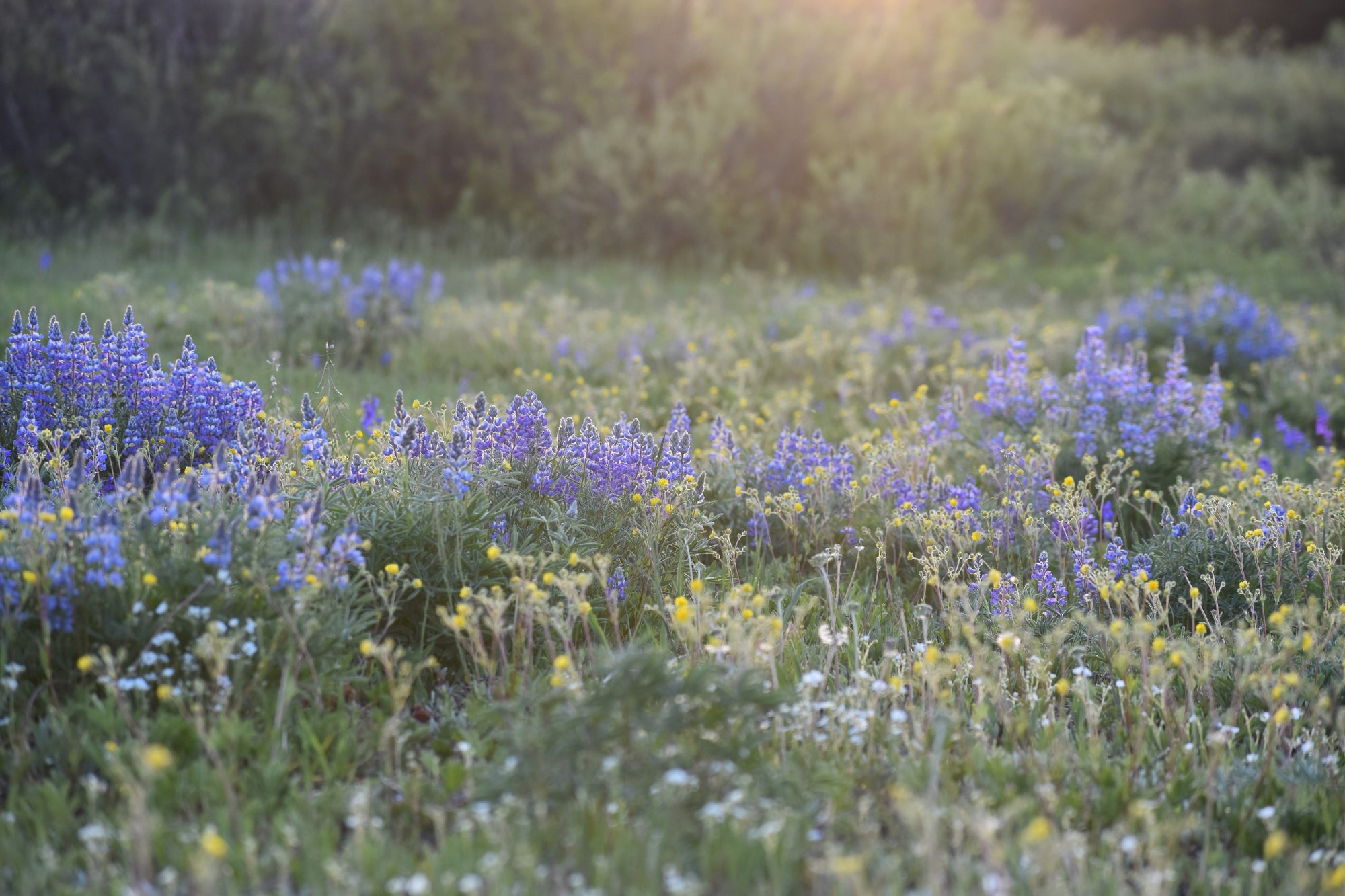 Meadow with lupine and wildflowers