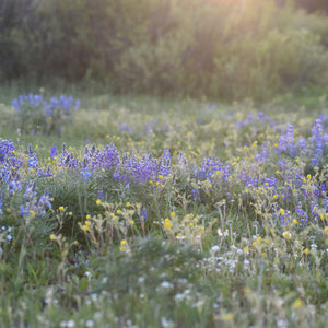 Meadow with lupine and wildflowers