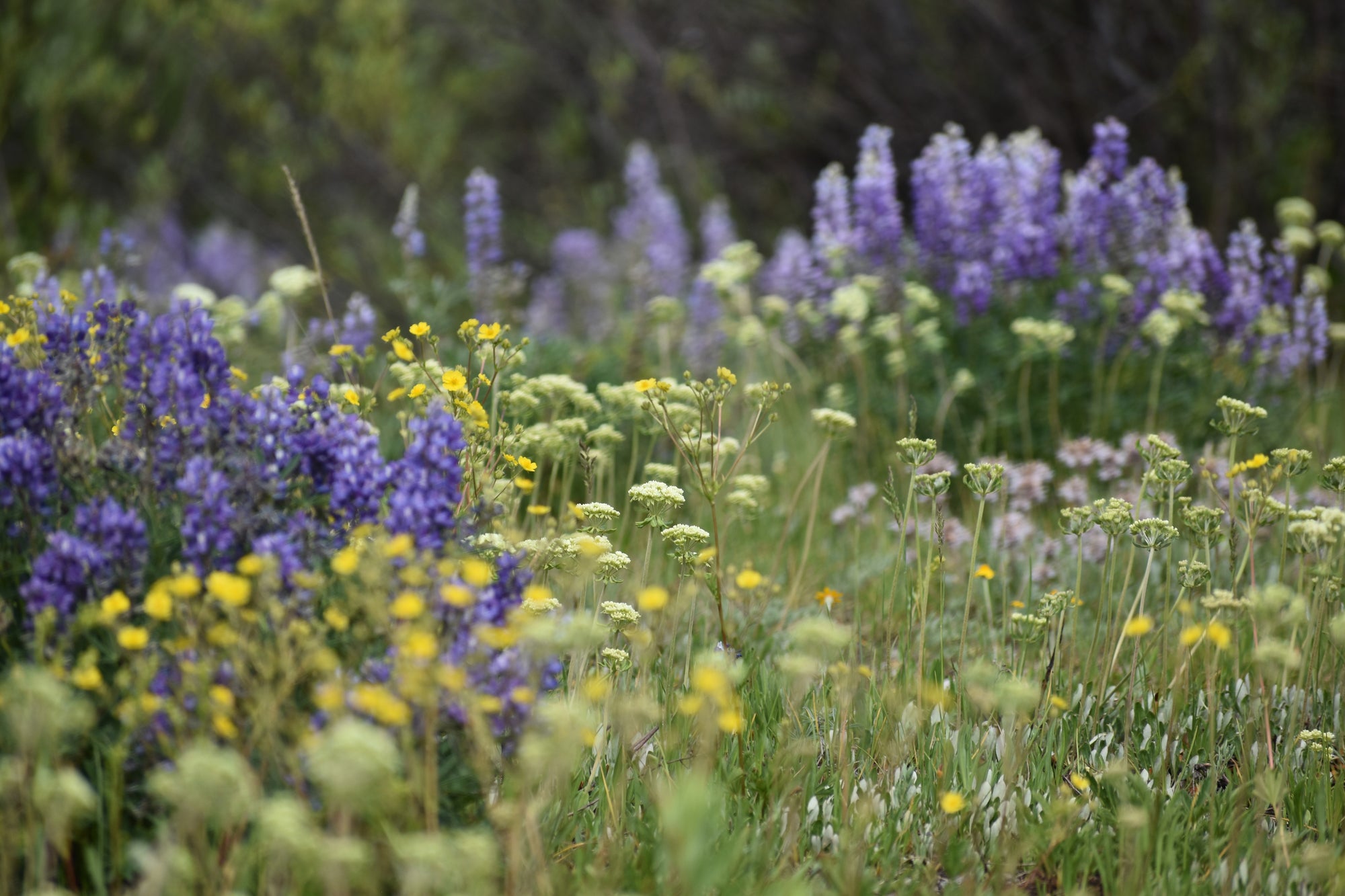 A soft-focus meadow scene filled with purple wildflowers, yellow wildflowers, and green grasses in a natural outdoor setting.