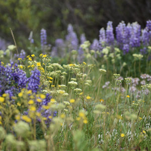 A soft-focus meadow scene filled with purple wildflowers, yellow wildflowers, and green grasses in a natural outdoor setting.