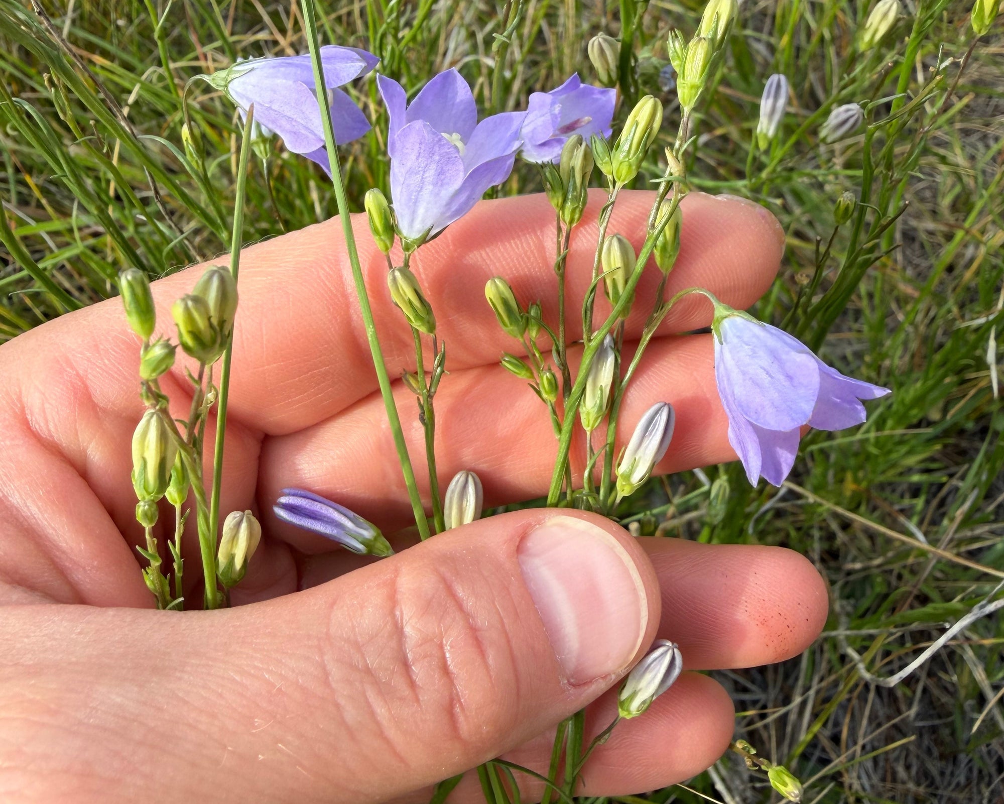 A close-up of a hand holding delicate light purple harebell wildflowers with green stems and buds against a background of grass.