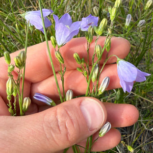 A close-up of a hand holding delicate light purple harebell wildflowers with green stems and buds against a background of grass.