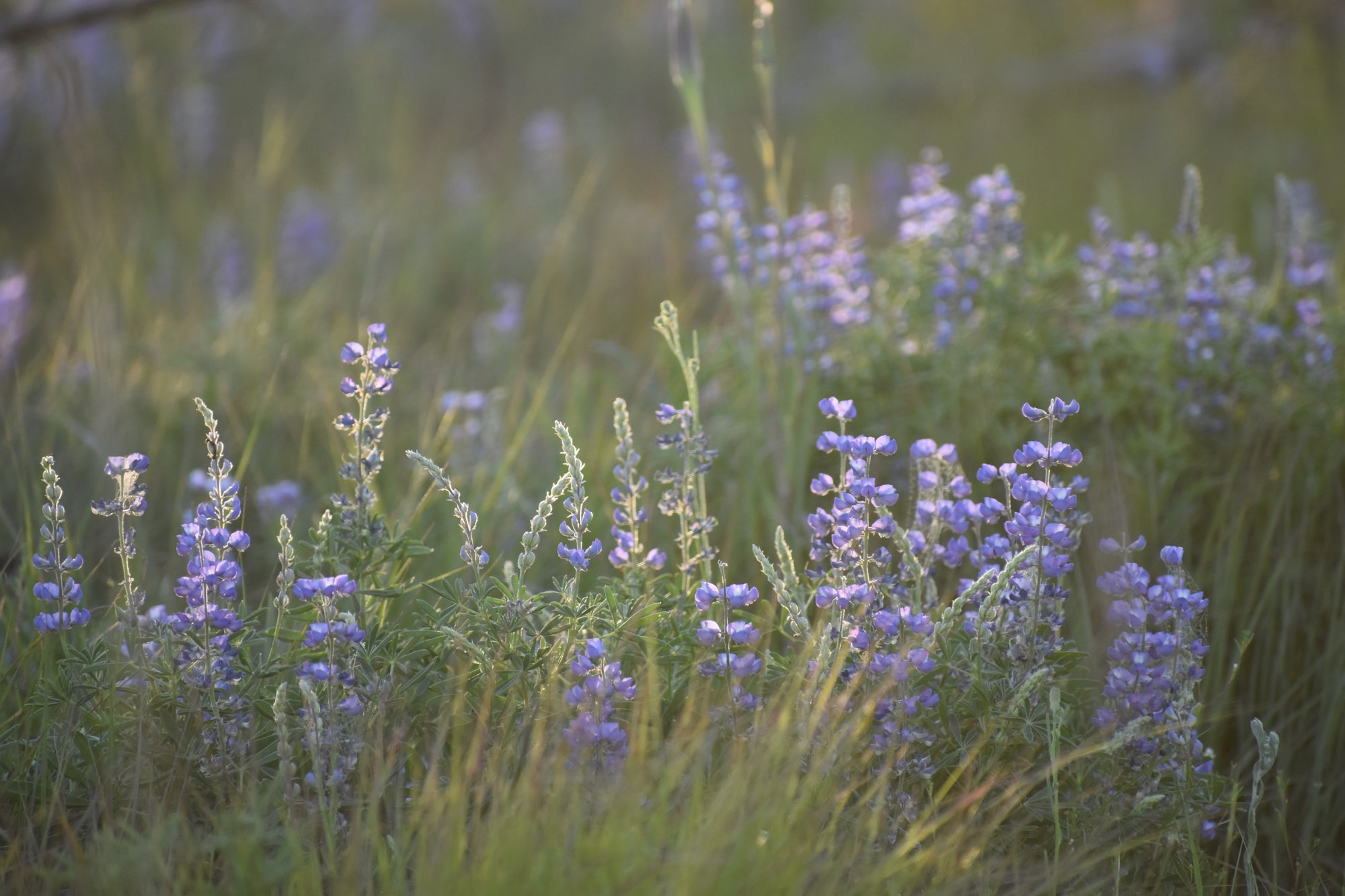 A soft-focus photograph of purple lupine flowers blooming in a grassy field, with warm golden sunlight filtering through the green and tan grasses.