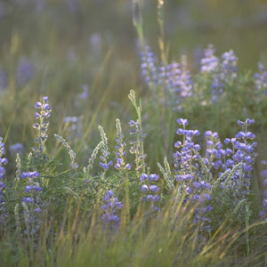 A soft-focus photograph of purple lupine flowers blooming in a grassy field, with warm golden sunlight filtering through the green and tan grasses.