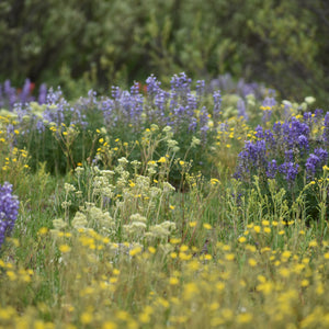 A meadow of wildflowers in full bloom, featuring prominent purple lupines and yellow wildflowers amidst green grass and foliage.