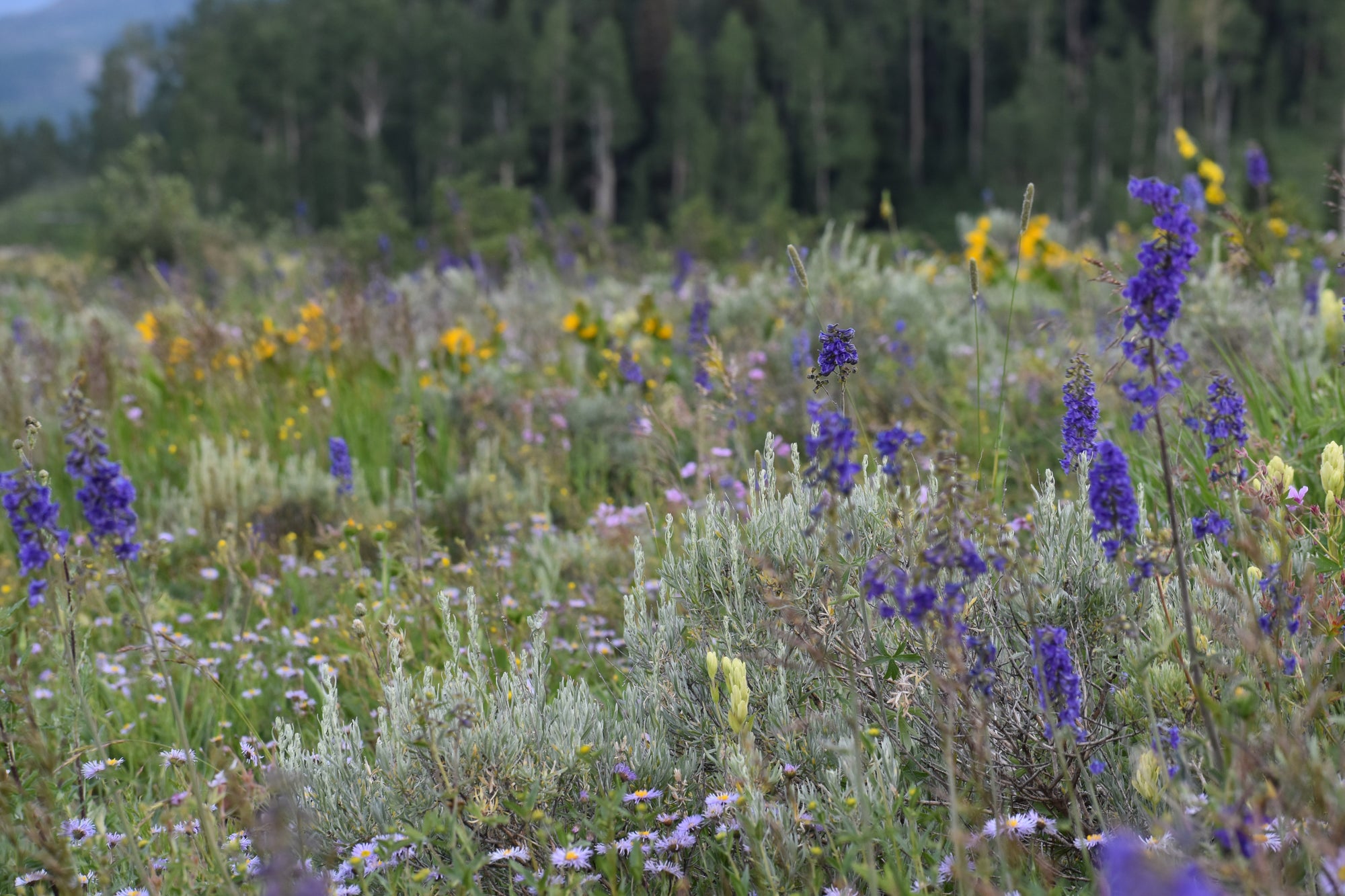 A wildflower meadow with prominent purple flowers, yellow blooms, and green foliage, with a blurred forest background.