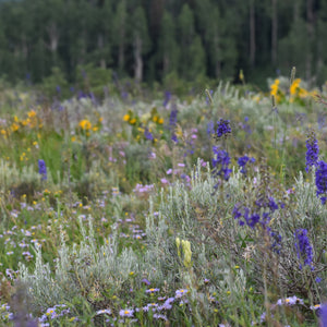 A wildflower meadow with prominent purple flowers, yellow blooms, and green foliage, with a blurred forest background.